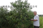 文官果栽培养护全攻略：从种苗选择到丰产管理的实用技巧