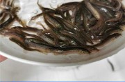 南方大口鲶养殖全攻略：从选苗到收鱼的致富门道