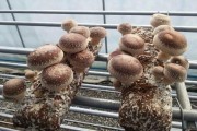 东北黑土地上的香菇经，老把式们不外传的种菇窍门