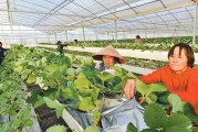 大棚保温育肥技术精髓分享让养殖户乐开花