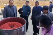 博士驻村，科技兴农！睢阳区“一村一博士”点燃小麦产业新引擎