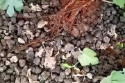 吊瓜子根的种植技术详解：从选种到采收的全流程指南