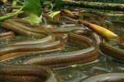 白鳝鱼养殖，从入门到精通的实战宝典