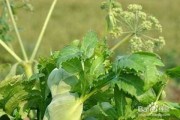 白芷施肥有门道，科学用肥产量高