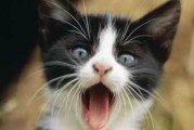 你家猫主子也能当网红！零基础搞定AI猫特技全指南
