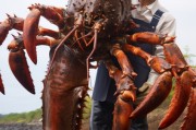 AI绘画奥特曼，别光会个“Ultraman”！手把手教你“捏”出专属光之巨人