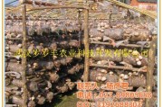 从零开始种蘑菇：手把手教你掌握食用菌栽培的窍门