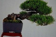 松树嫁接技巧全攻略