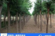 国槐栽植全攻略：从选苗到成荫的实用技巧