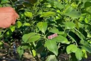 种红薯想高产？老把式新招数全在这篇里了