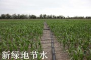 小水滴里的大乾坤：瞧这滴灌技术如何让旱地生金