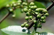 咱村里那个花椒种植技术大全，可算把你盼来了！