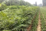 春摘头茬香椿芽，冬卖反季稀罕价——手把手教你种出“金枝条”