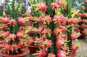 京城温室里的热带风情：火龙果种植妙招大揭秘