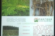 老农带你摸透苦参种植的门道，从选地到收成全程干货