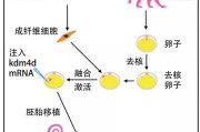 克隆技术的前景与隐忧：人类该如何抉择？