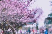 春风送暖时，AI樱花满园的新奇体验