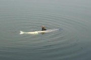 傻傻分不清？AI Dolphin这三个“兄弟”你认识几个？